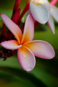 Shallow Focus Of Pink Flower photo