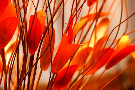 Selective Focus Photography Of Orange Petaled Flowers photo