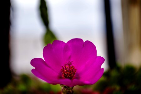 Macro Photography Of Flower photo
