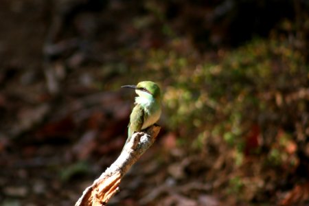 Green Long-beak Bird On Brown Wooden Tree Branch photo