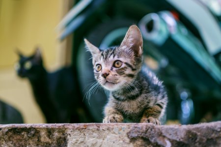 Brown Tabby Kitten With Motorcycle Background photo