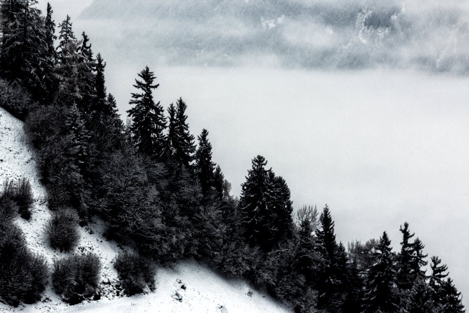 Grayscale Photo Of Pine Trees And Mountain