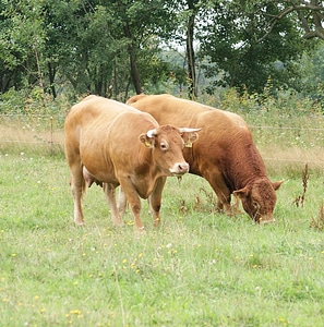 Brown cattle farm