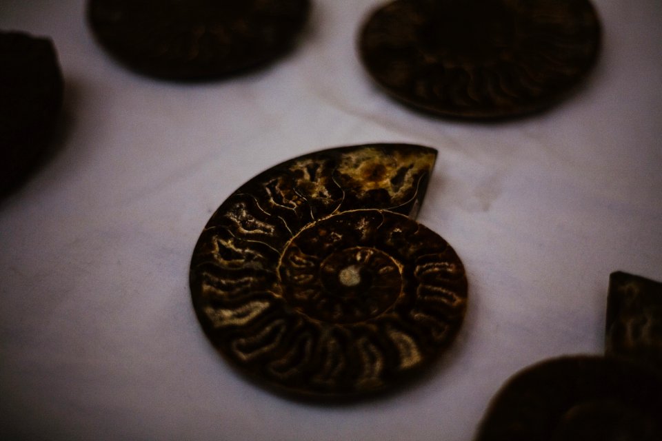 Copper Conch Shell Coin