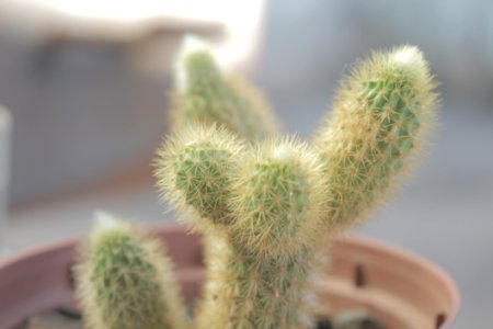 Selective Focus Photography Of Green Cactus With Brown Pot photo