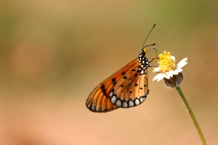 Brown And Black Butterfly On White Petaled Flower photo