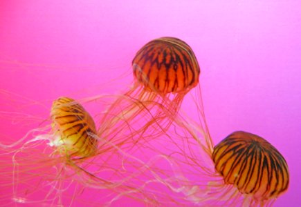 Three Brown-and-black Jellyfishes