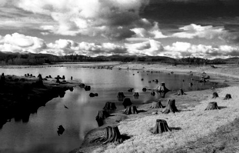 Grayscale Photo Of Cut Down Trees