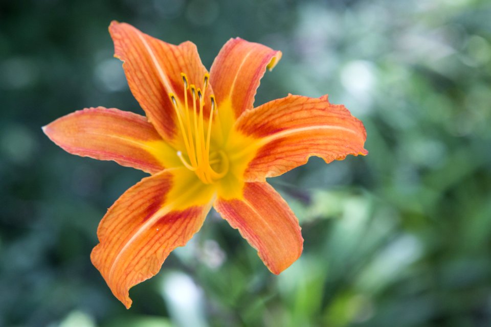 Yellow Day Lily Flower