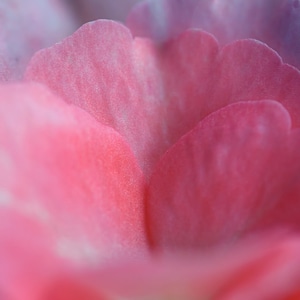 Petal of a rose flower macro photo