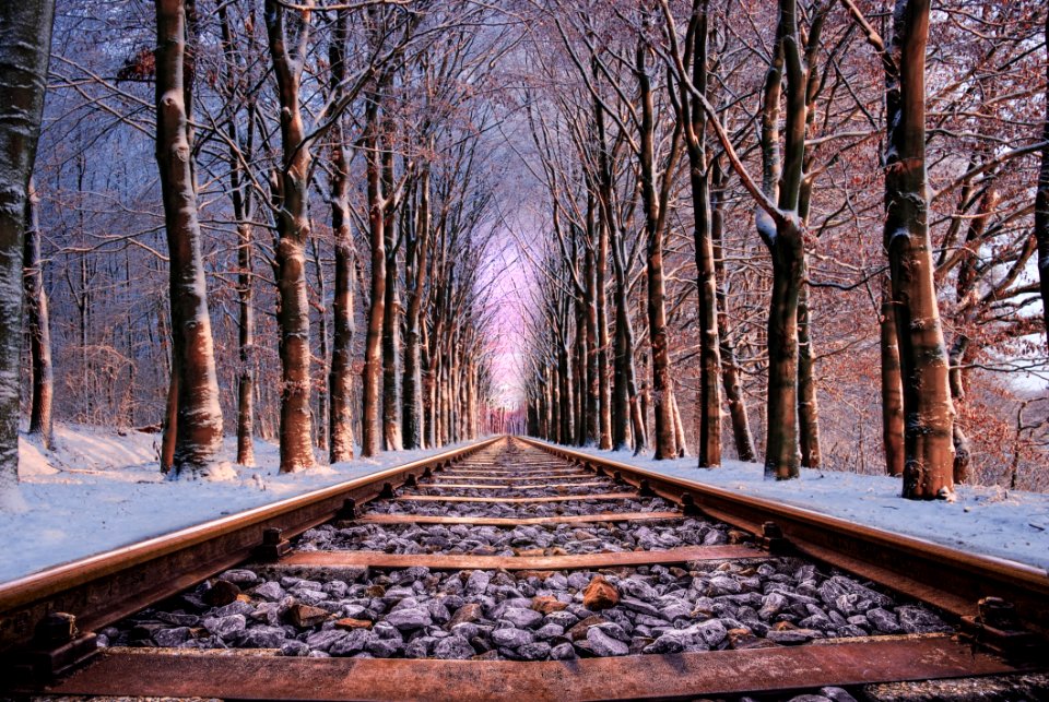 Railroad In Between The Trees