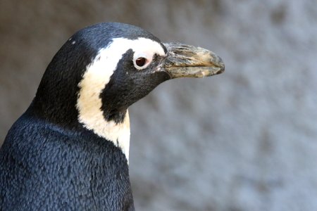 Close-up Photo Of Penguin photo