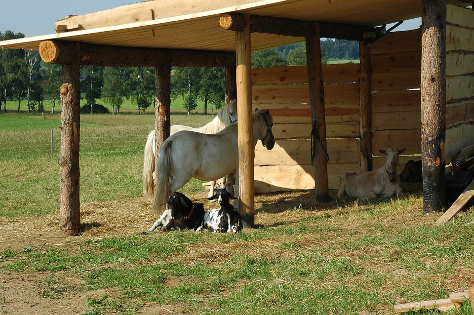 Goats farm rural