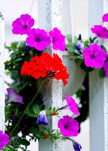 Red And Purple Petaled Flowers photo