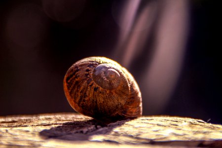 Shallow Focus Photography Of Brown Snail photo