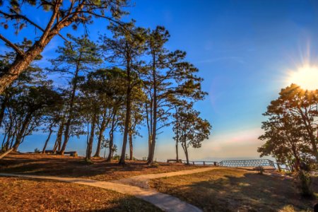 Low Angle Of Green Trees Near Ocean photo