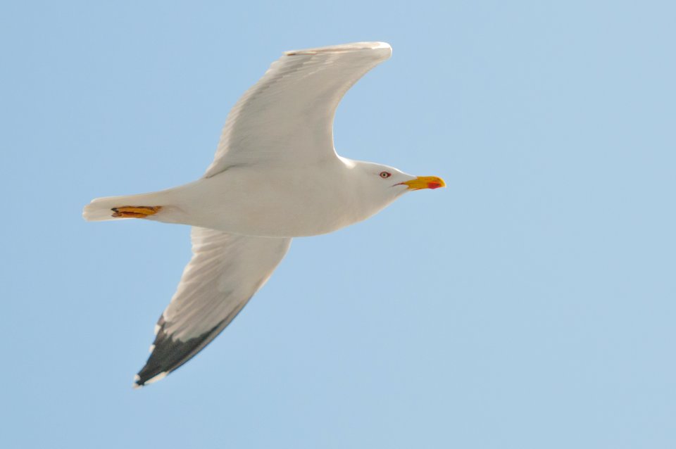 White Seagull Flying Under Clear Blue Sky