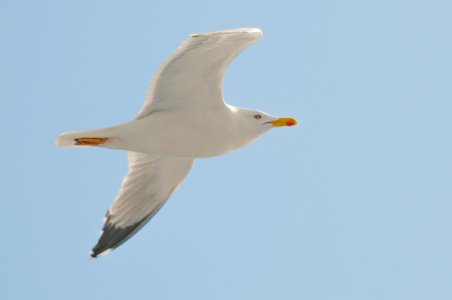 White Seagull Flying Under Clear Blue Sky photo