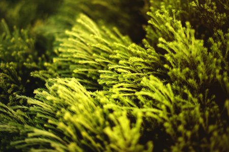 Close-up Photo Of Green Plants