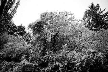 Greyscale Photography Of Trees photo