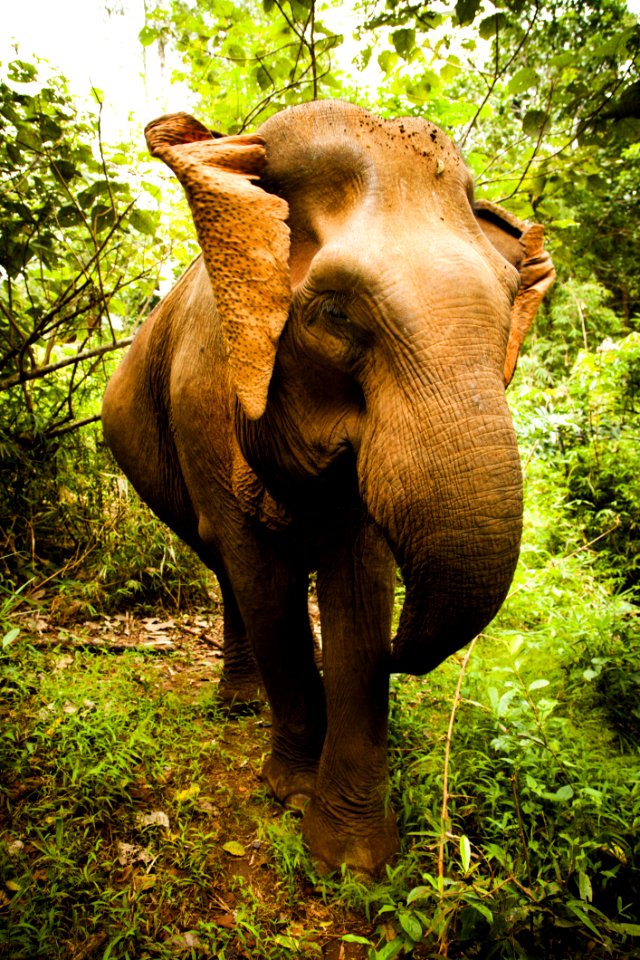 Brown Elephant Stands Between Green Trees And Plants Under White Sky photo