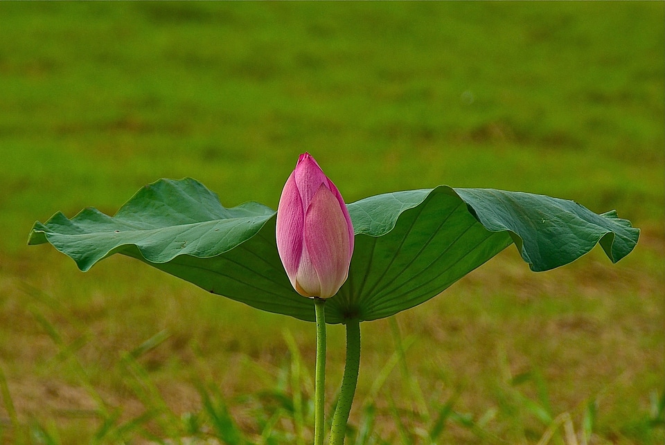 Flower nature plant
