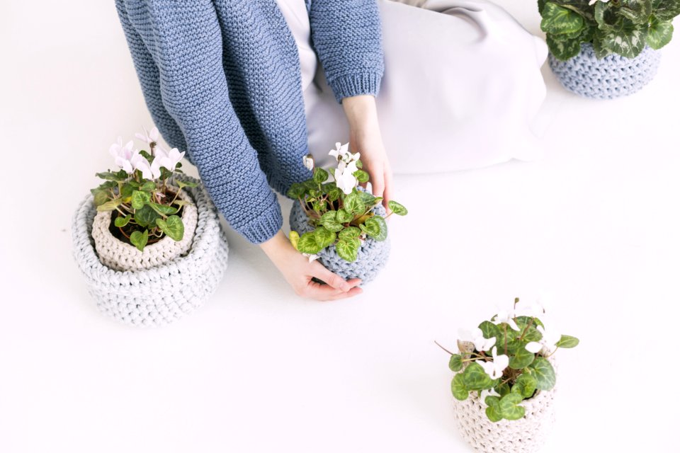 Person In Blue Sweater Holding Green Potted Plant