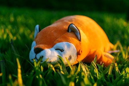 Orange And White Animal Plush Toy On Green Grasses In Focus Photography photo