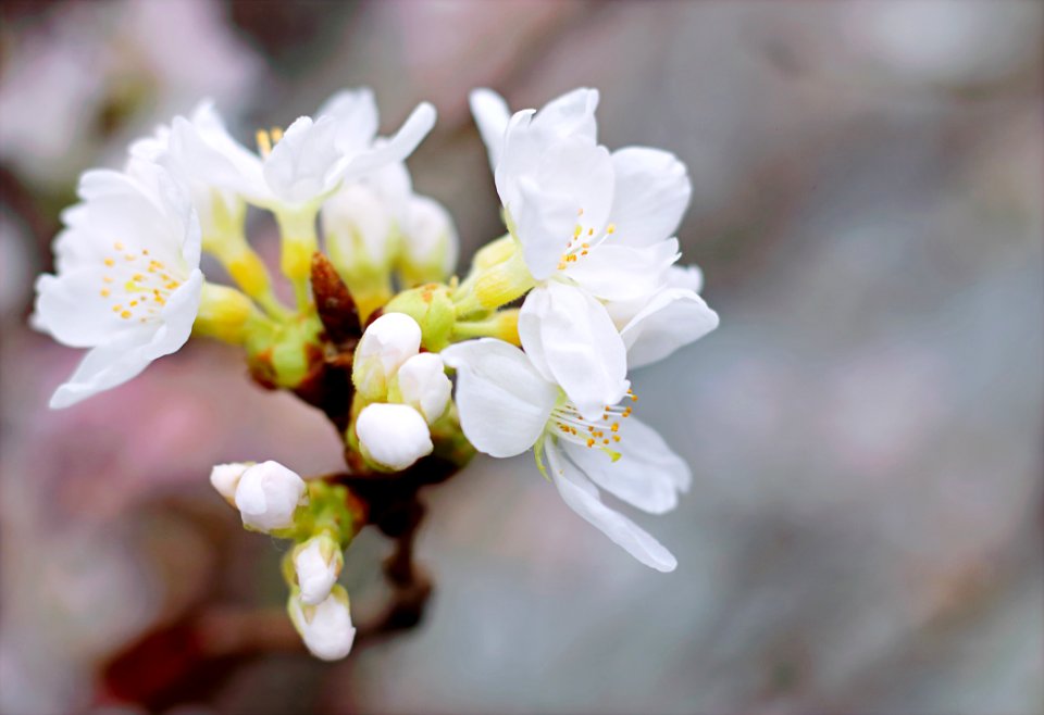 White Cherry Blossoms In Bloom Close-up Photo
