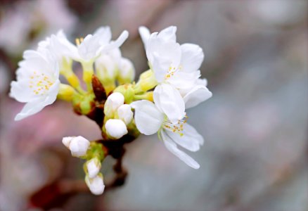 White Cherry Blossoms In Bloom Close-up Photo photo
