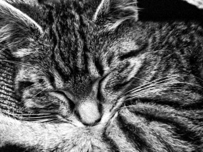 Tabby Cat Sleeping photo