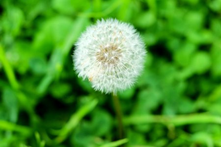 Dandelion