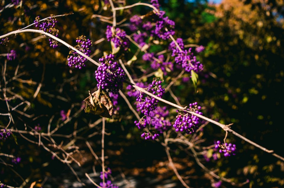 Selective Focus Photo Of Purple Cluster Flowers