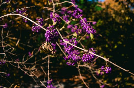 Selective Focus Photo Of Purple Cluster Flowers photo