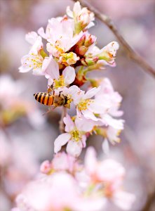 Closeup Photo Of Honeybee Perched On Pink-and-white Cluster Flowers