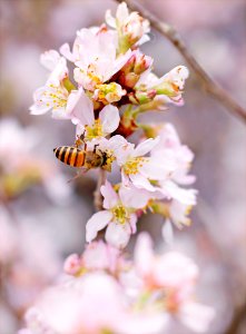 Closeup Photo Of Honeybee Perched On Pink-and-white Cluster Flowers photo