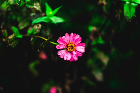 Tilt Shift Photography Of Pink Zinnia Flower photo