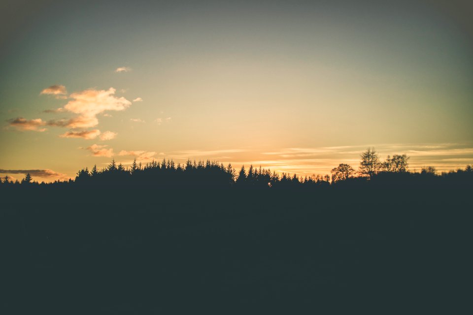 Photo Of Forest Trees Under Calm Sky