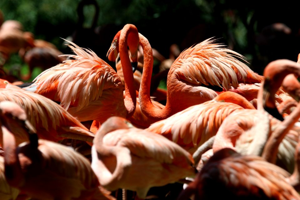 Flock Of Lesser Flamingo