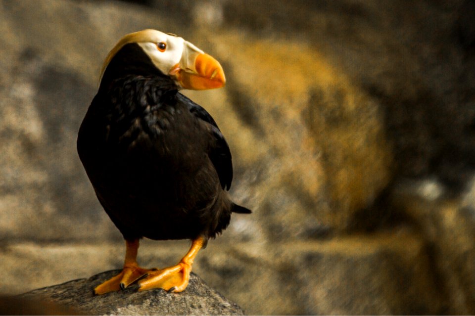 Closeup Photography Of Puffin Perching On Rock