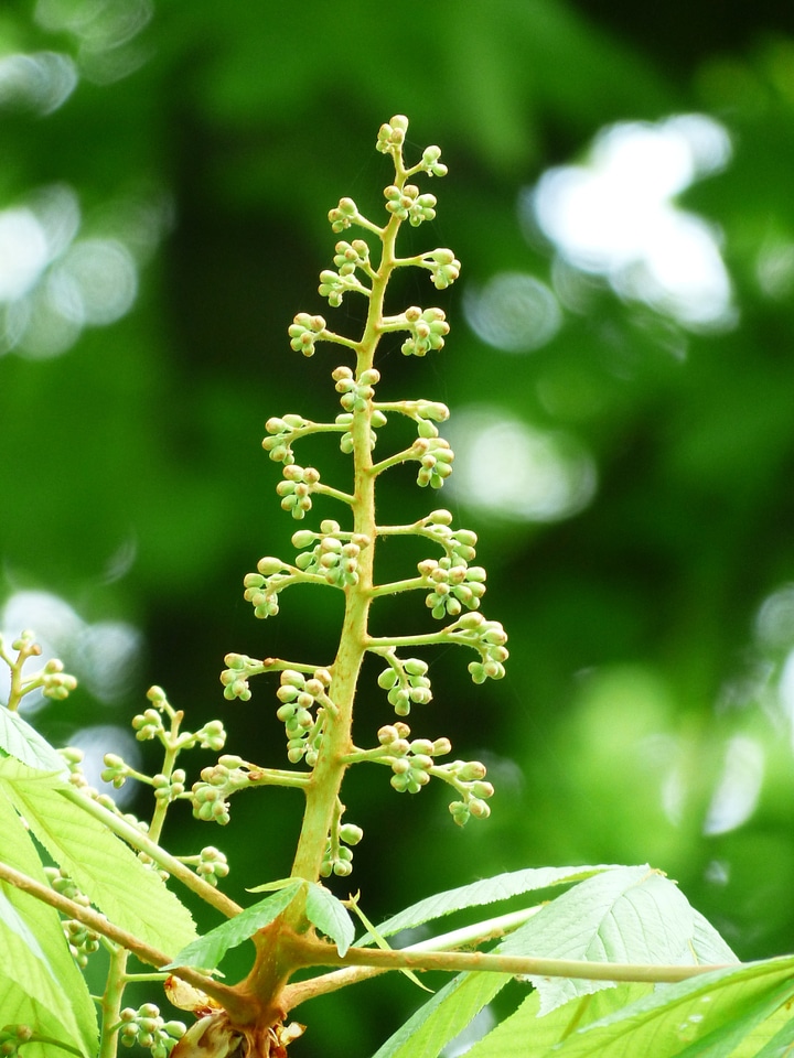 Faded fruits aesculus hippocastanum photo