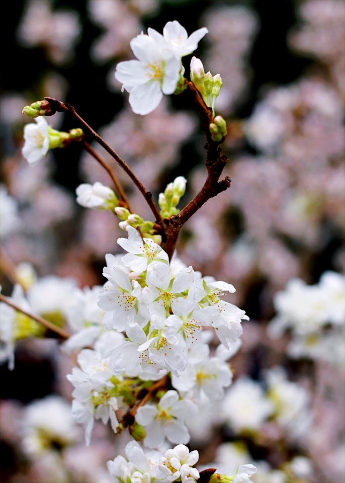 Cherry Blossom