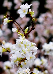 Cherry Blossom