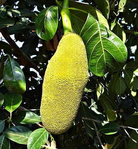 Fruits yellow edible photo