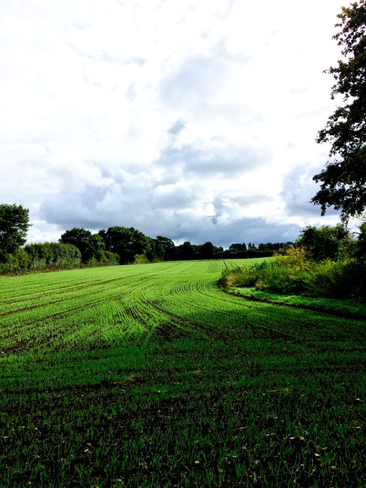 Green Grass Field With Trees