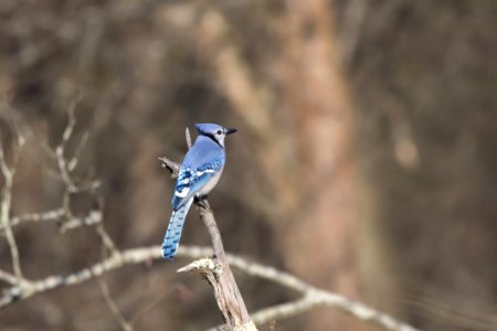 Tilt-shift Lens Photography Of Blue Bird On Branch photo