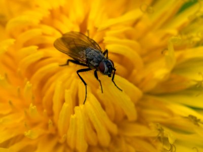 Fly On Yellow Flower photo