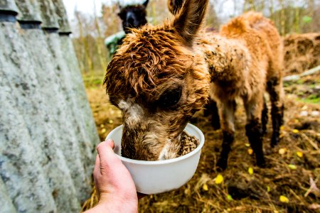 Brown Alpaca