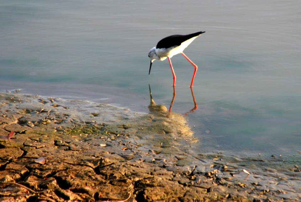 White And Black Long-beaked And Long Legged Bird On Body Of Water Photography