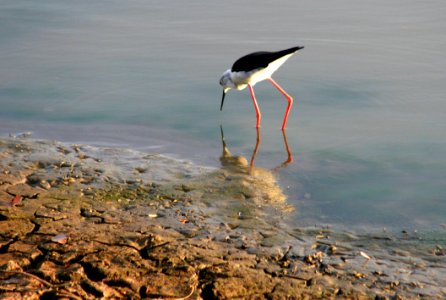 White And Black Long-beaked And Long Legged Bird On Body Of Water Photography photo